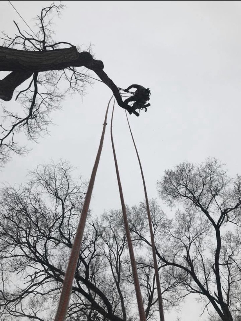 Twin Pines Tree Care Experts Naperville Tree Removal, Tree Trimming