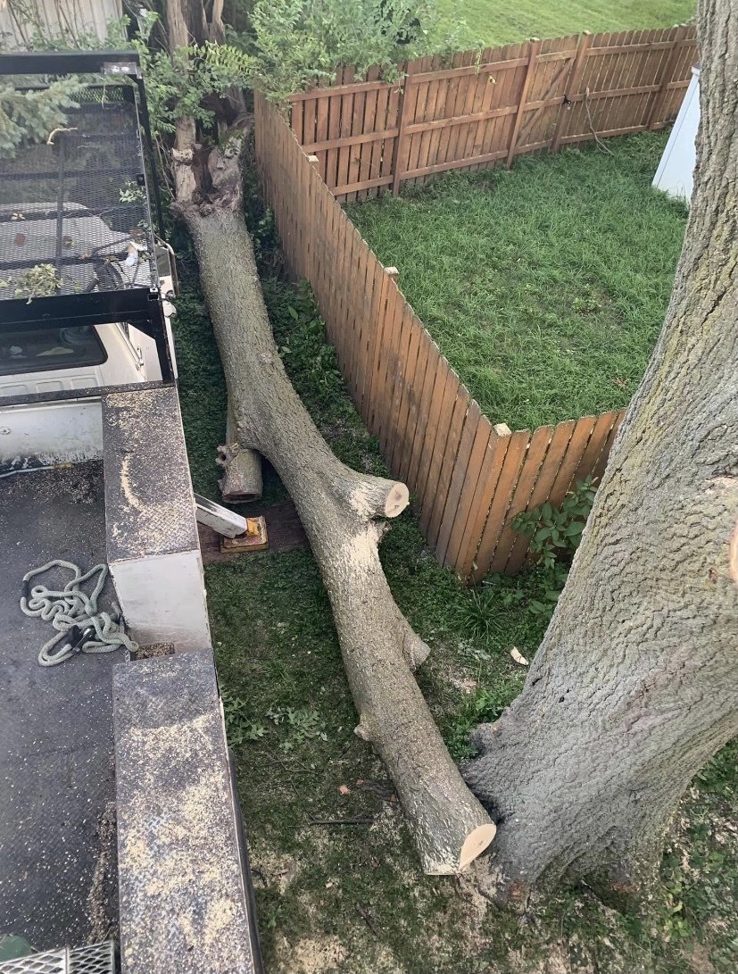 Twin Pines Tree Care Experts Naperville Tree Removal, Tree Trimming