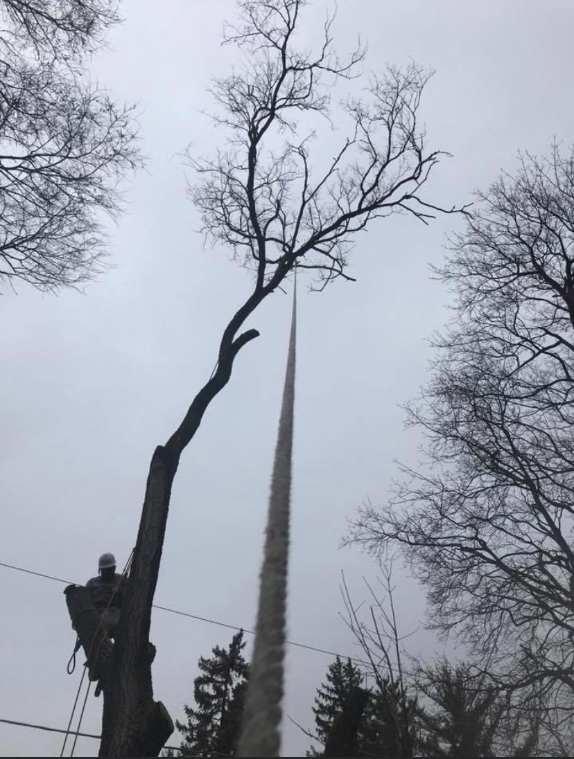 Twin Pines Tree Care Experts Naperville Tree Removal, Tree Trimming