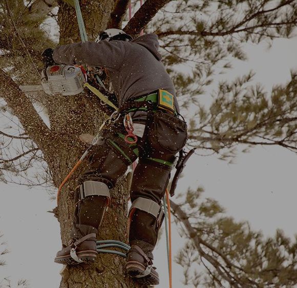CERTIFIED TREE CARE EXPERTS IN WARRENVILLE CERTIFIED TREE CARE EXPERTS IN WARRENVILLE