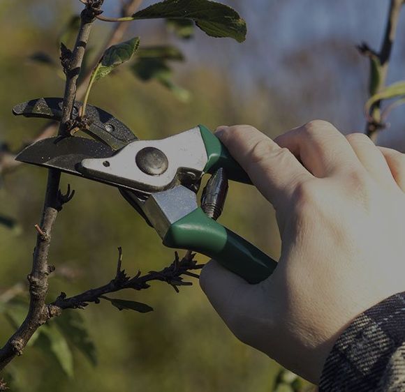 PRACTICAL TREE CARE SAVES TIME AND MONEY PRACTICAL TREE CARE SAVES TIME AND MONEY