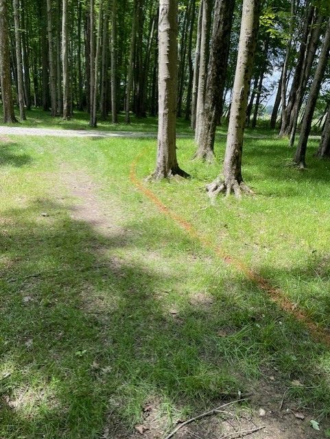 Sunny forest path with tall trees and green grass.