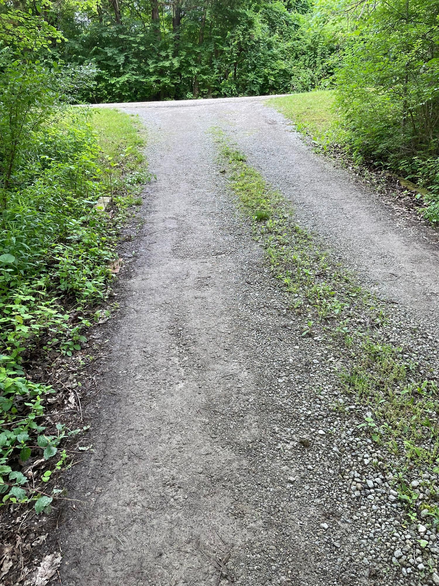 Gravel path curving uphill through dense green woodland