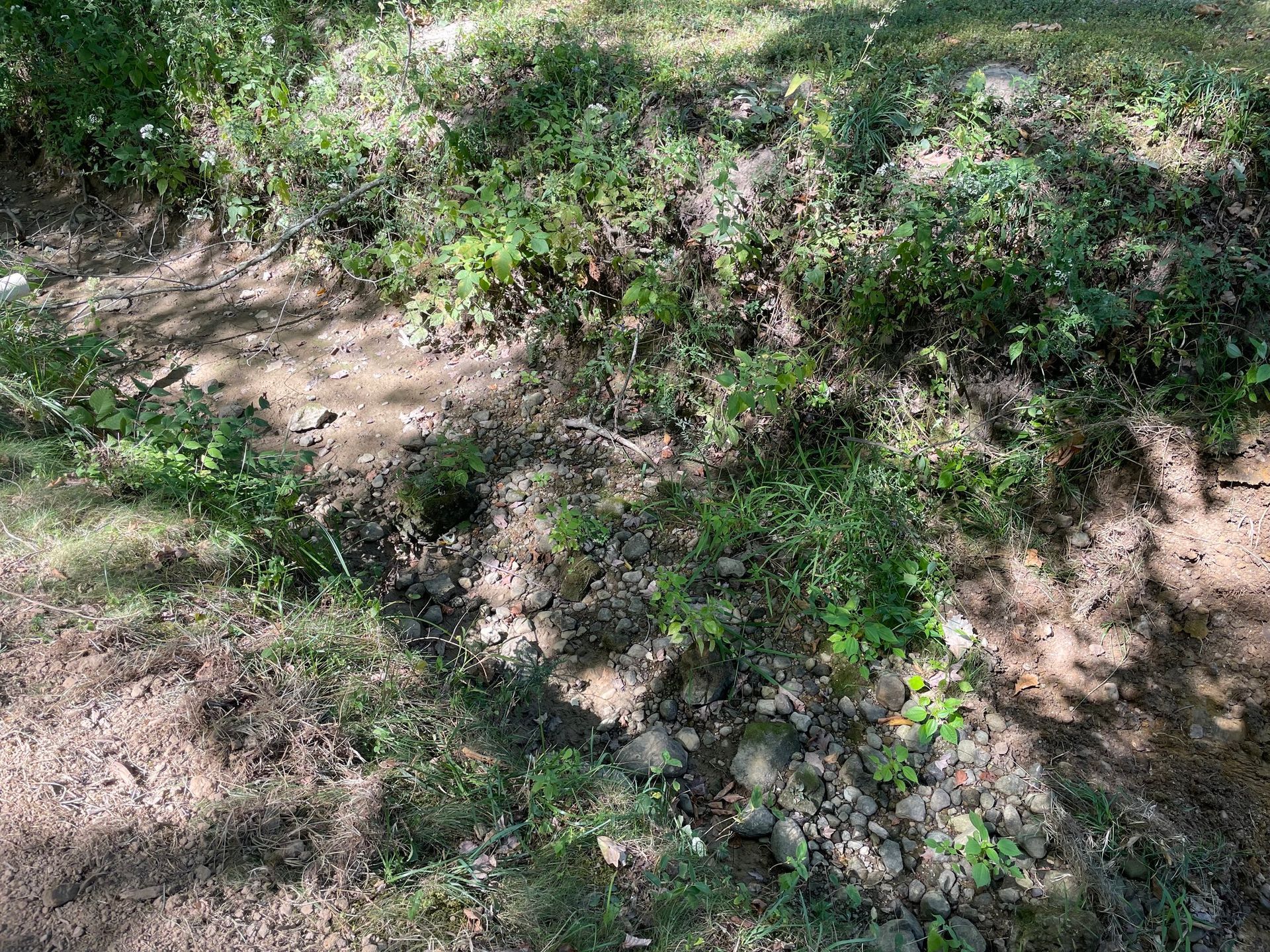 Dry dirt path bordered by green plants and dappled sunlight on a wooded hillside