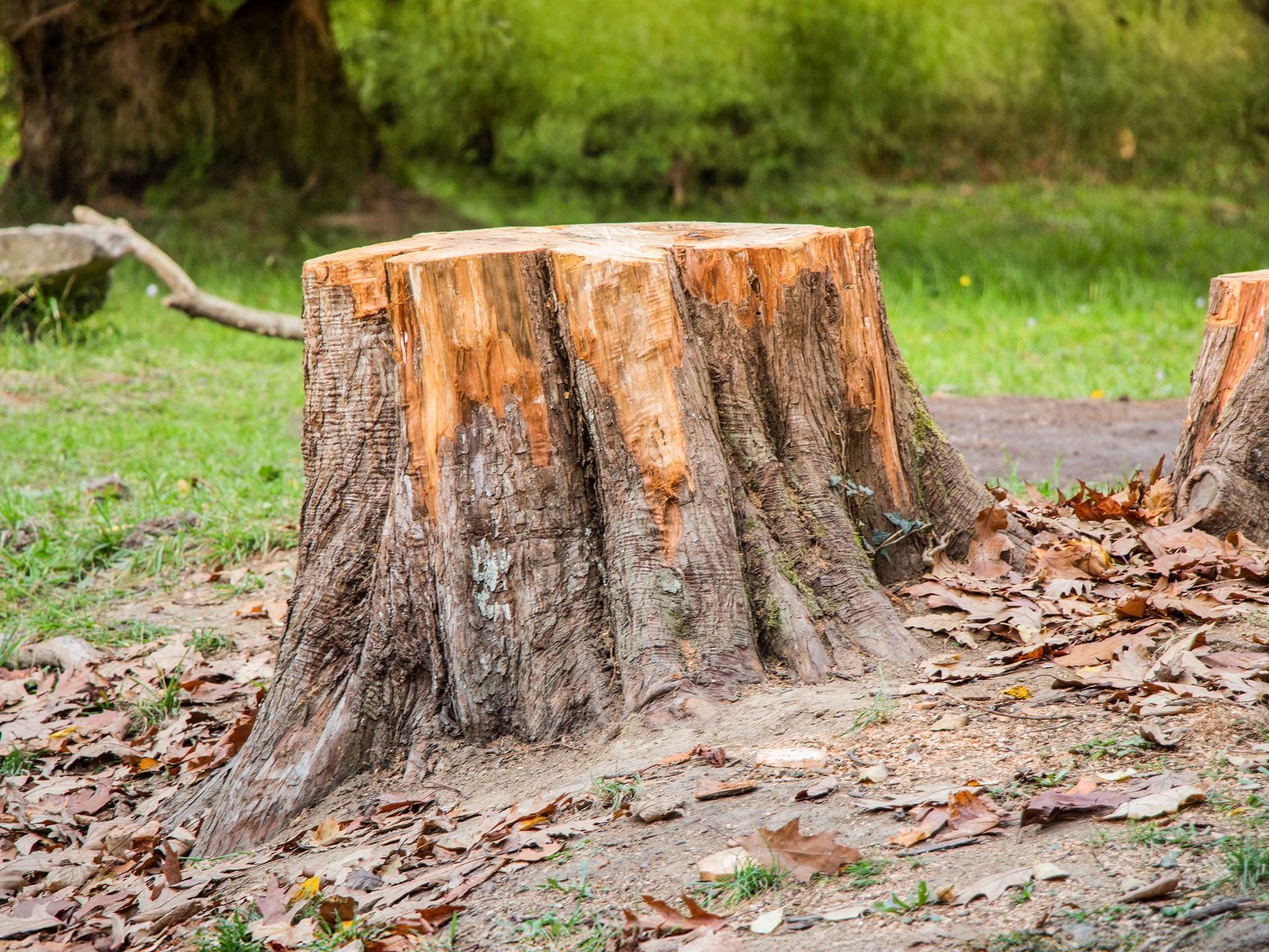 A photo of a large tree stump.