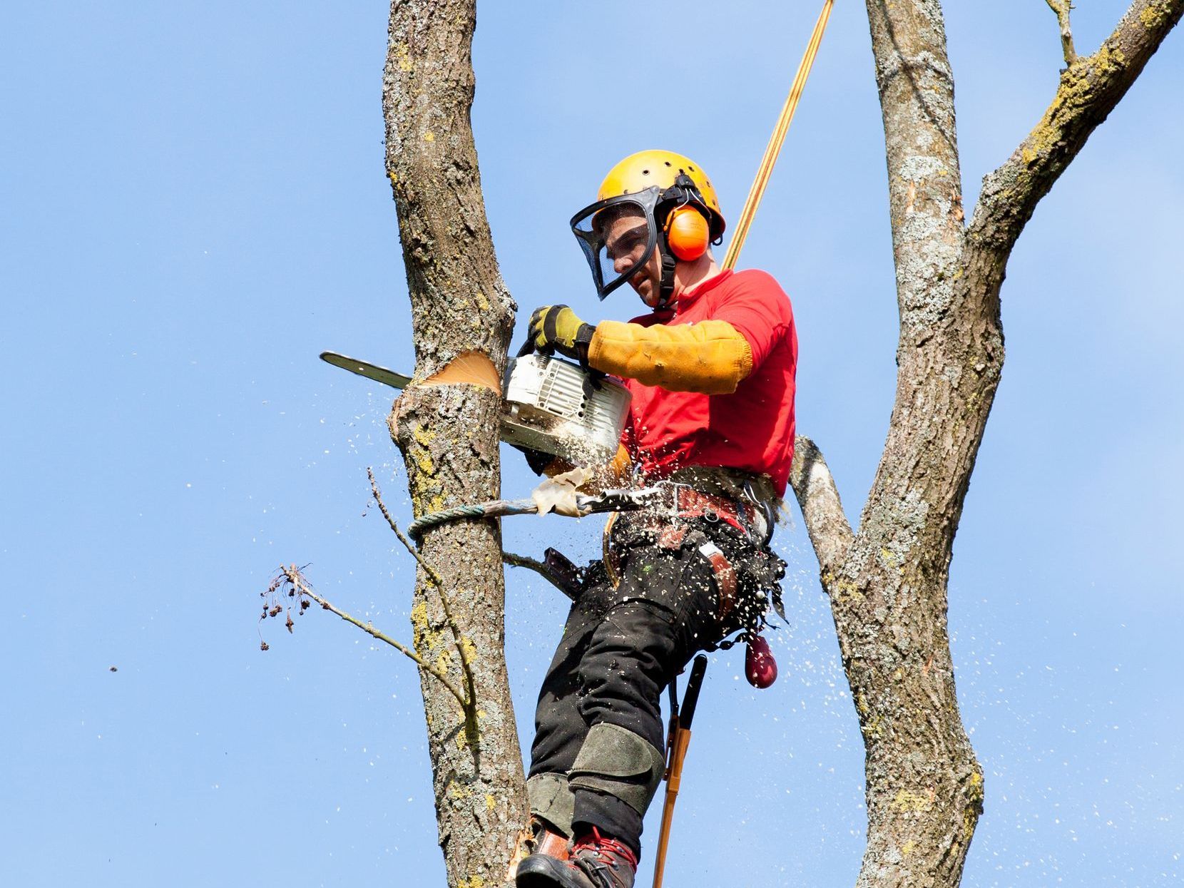 A man with a chainsaw cutting down a tree