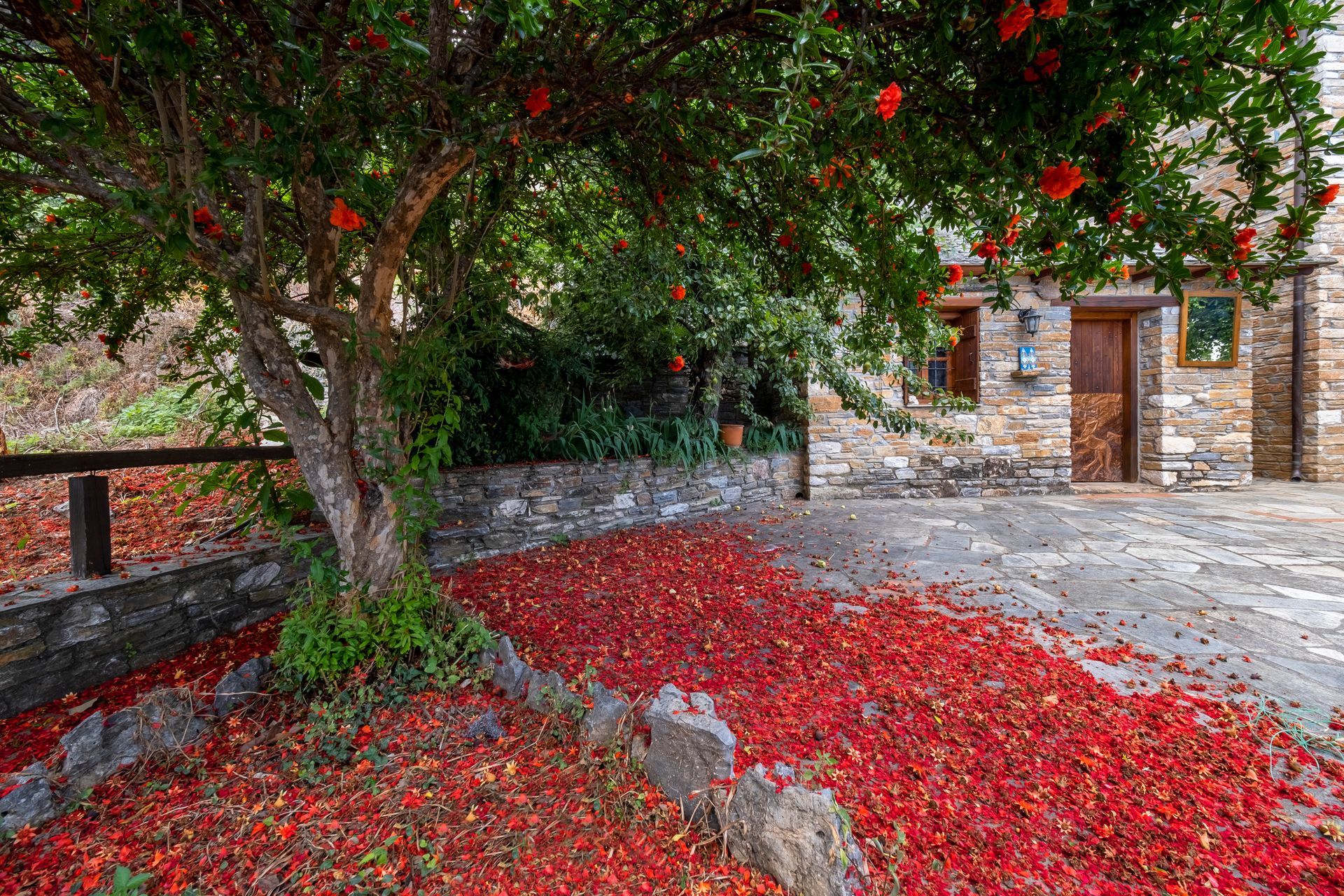 Tree with red blossoms and fallen petals in a stone courtyard, buildings in the background.
