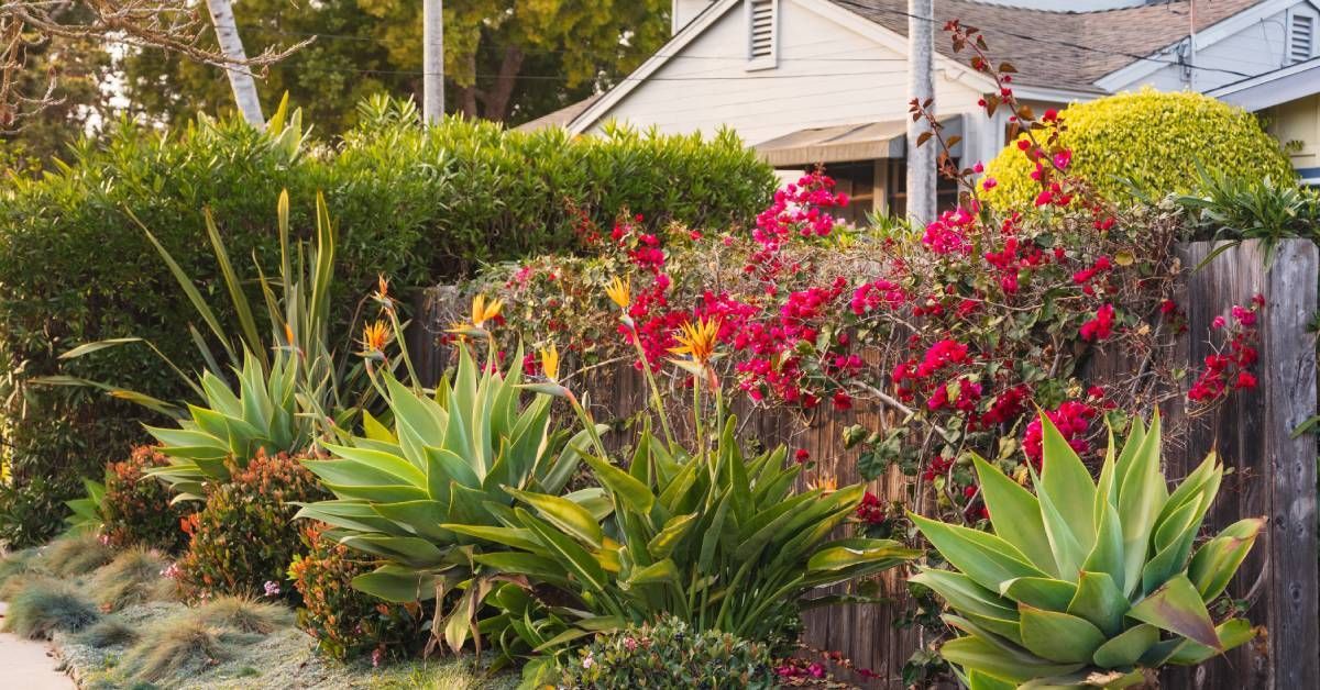 A lush front yard with vibrant green succulents, bird of paradise plants, and blooming red flowers along a wooden fence.