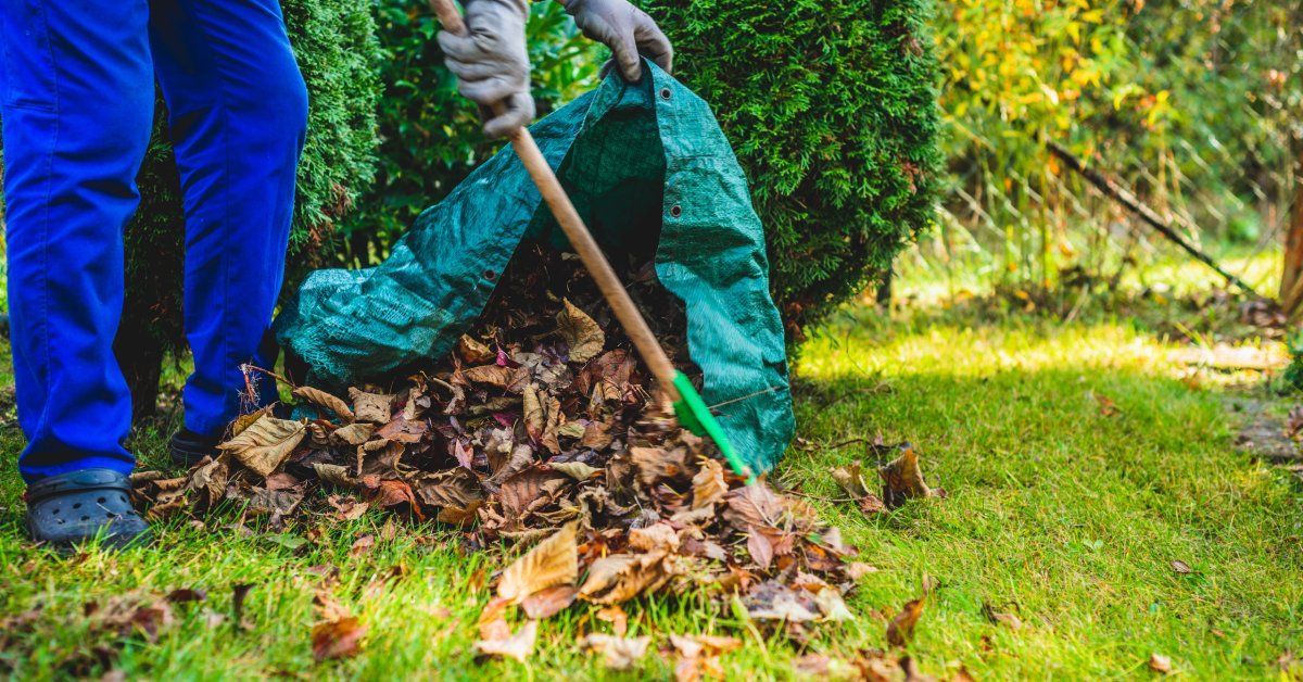 A person raking autumn leaves into a green bag on a lawn, surrounded by shrubs and trees in a garden setting.