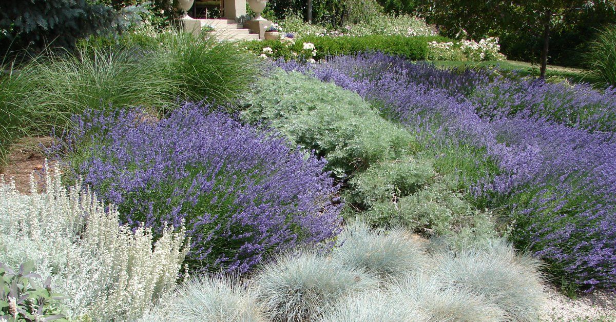A vibrant drought-resistant garden featuring lavender, ornamental grasses, and silvery foliage with a gravel base.