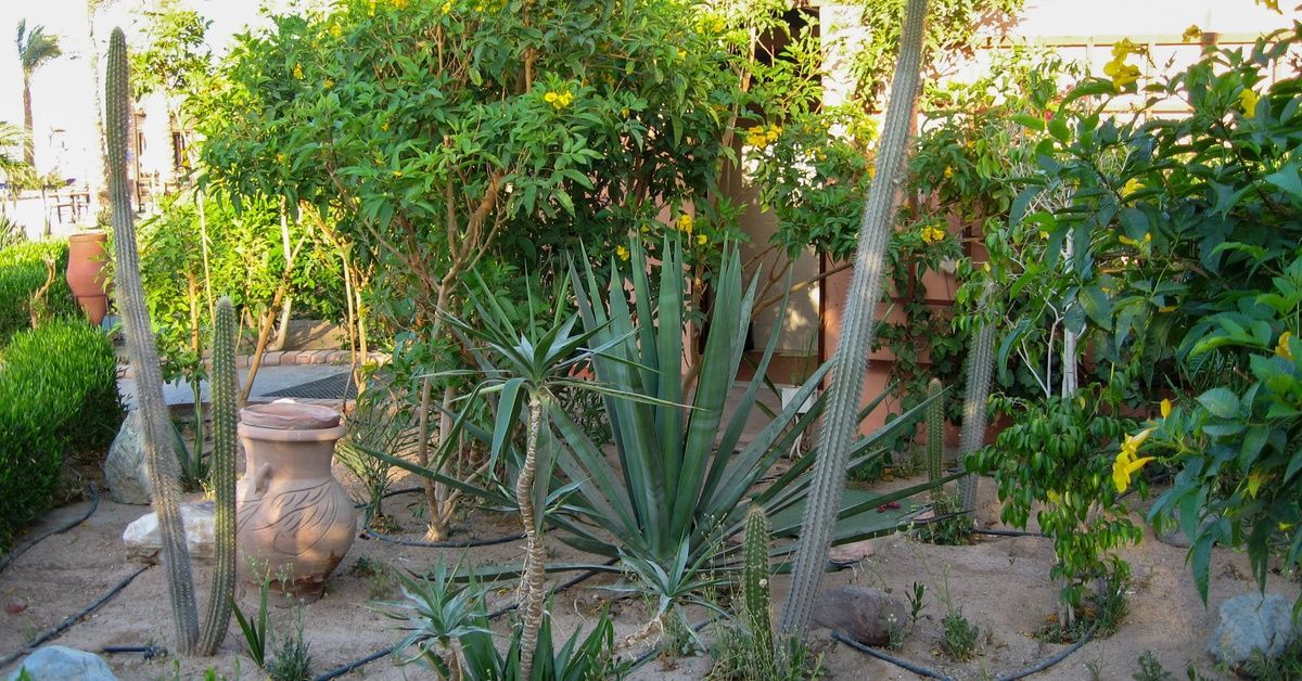 A beautiful outdoor garden space with diverse cacti, lush desert trees, and various succulents. There's a hose on the ground.