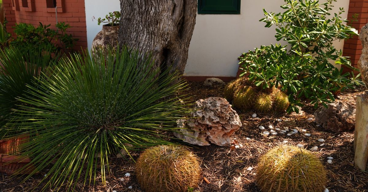 A charming front yard xeriscape near a front window. There's trees, cacti, and barrel plants freshly planted on mulch.