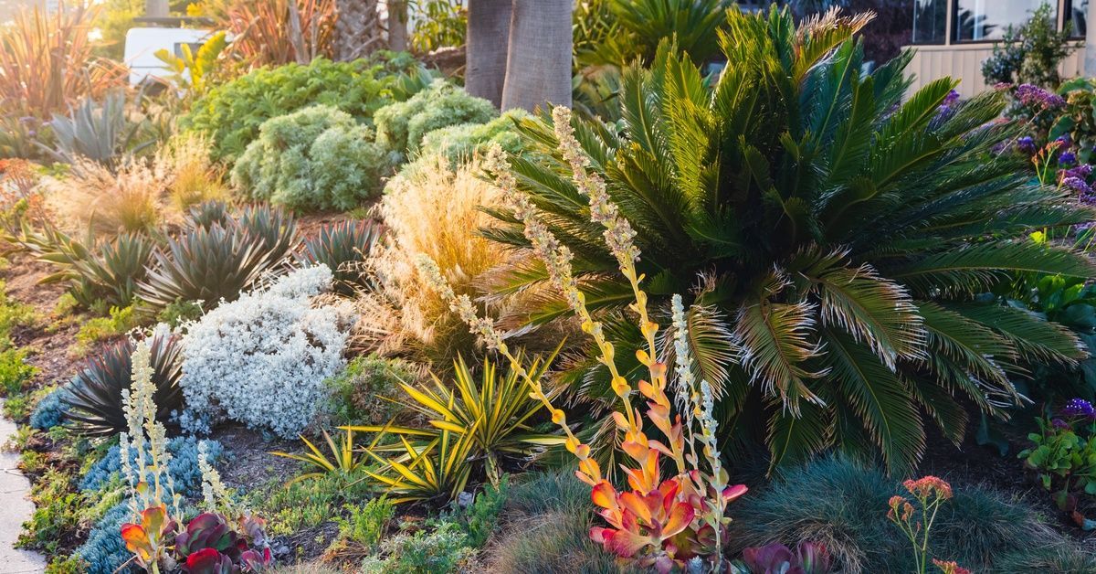 The corner of a California property with drought-tolerant landscaping. The home is tucked behind the garden.