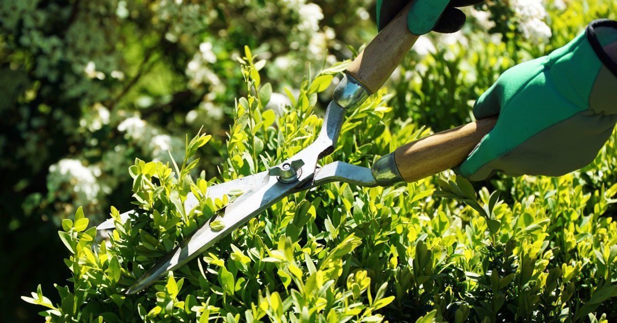 A homeowner outside with garden shears, wearing green garden gloves as they trim their vertical garden.