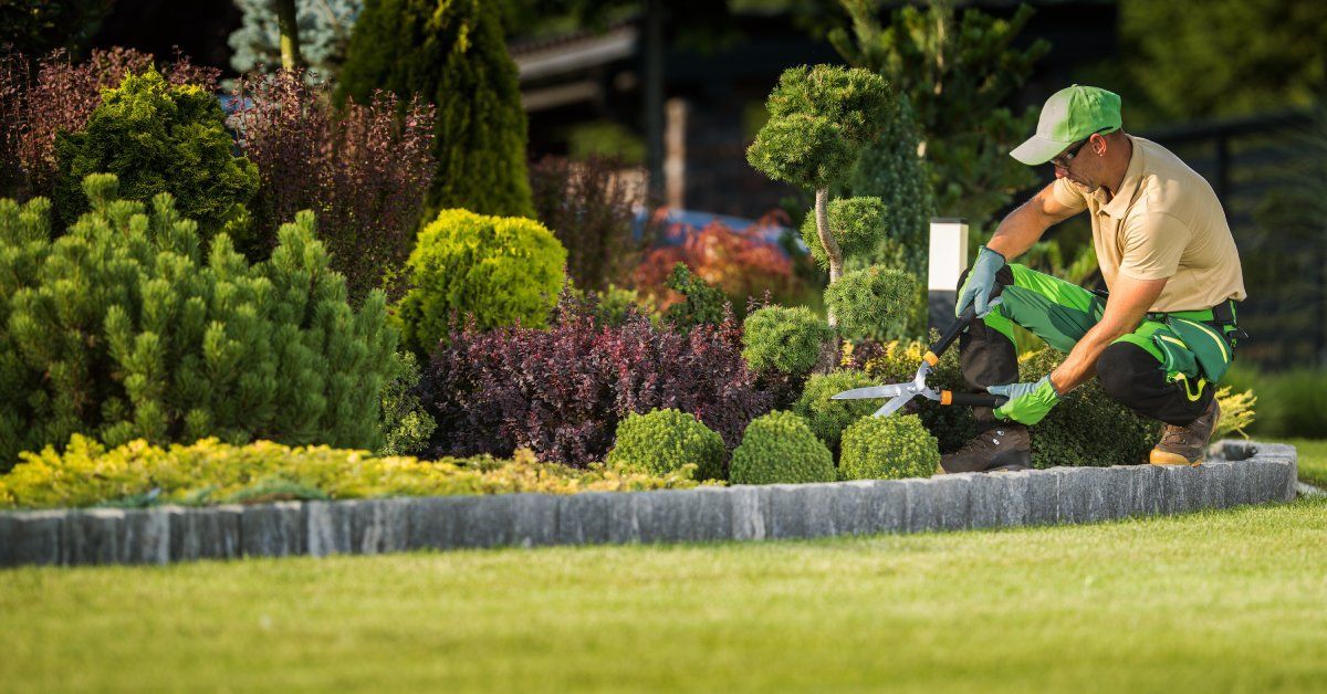 A landscaper kneels into the landscape with a pair of garden shears trimming small bushes.