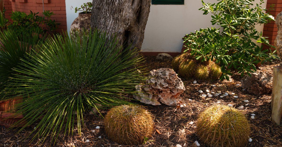 A modern desert home with freshly groomed xeriscaping in the landscape box. There are barrel cactus and plants.