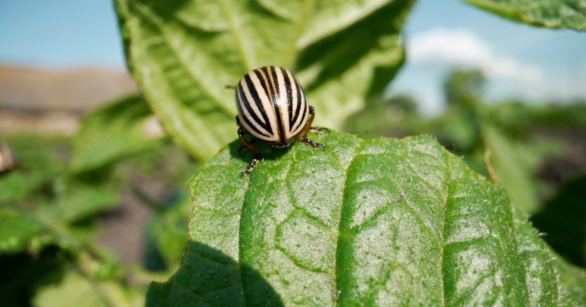 A pest resting on a plant nibbling the leaf away. The leaves are bright green and the sun is shining