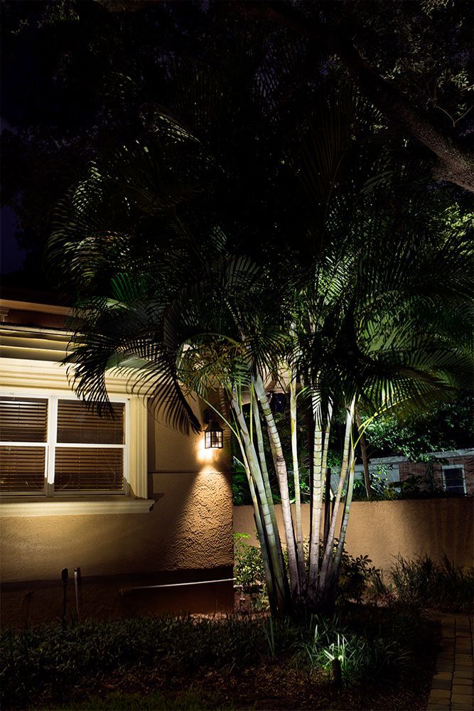 Nighttime view of a lit palm tree beside a house with windows and a wall.