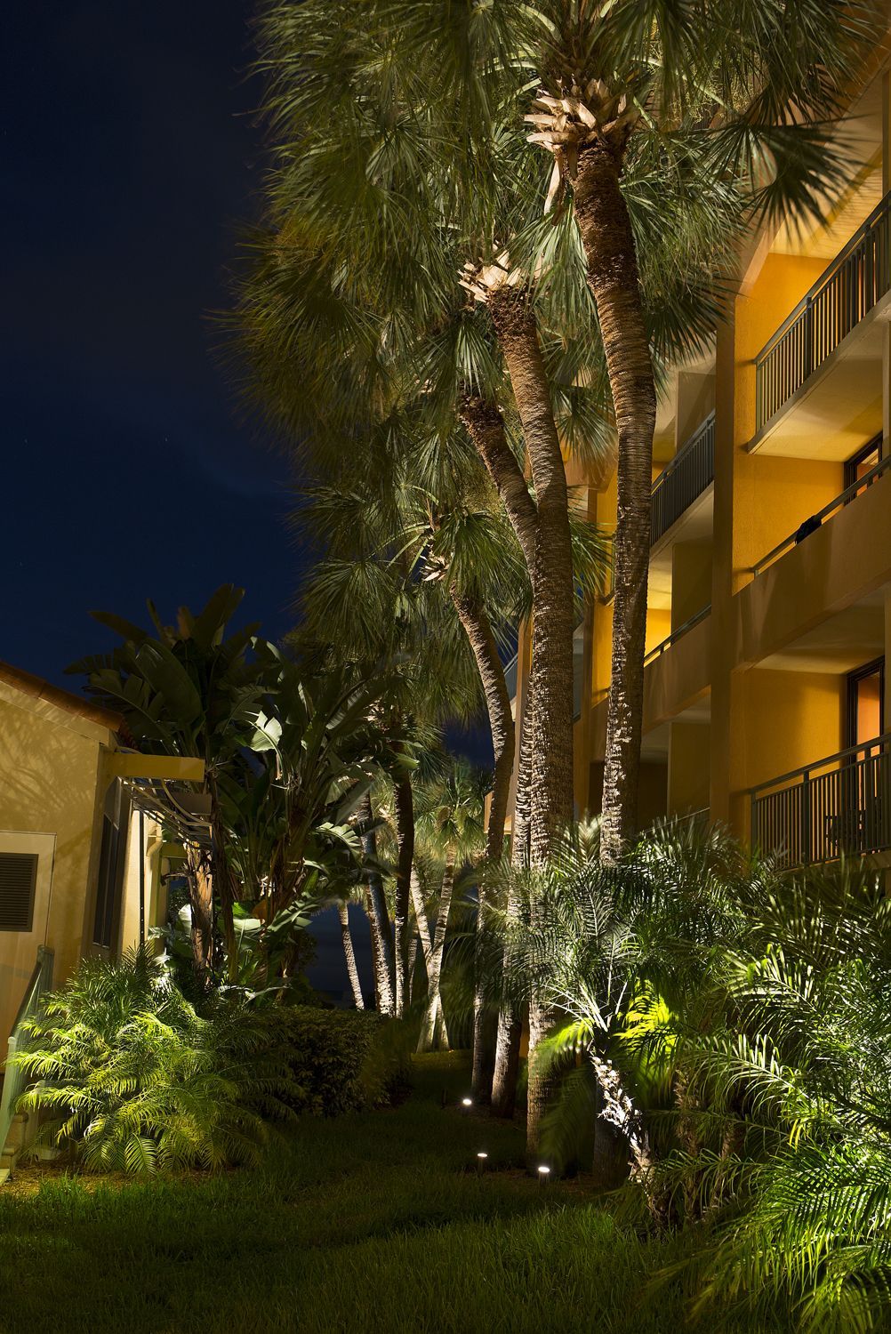 Palm-lined garden walkway beside a lit building at night