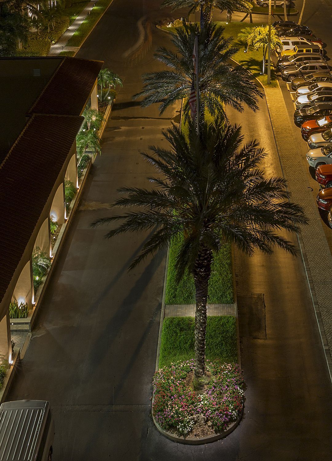 Nighttime view of a landscaped driveway with tall palm trees and parked cars along the right side