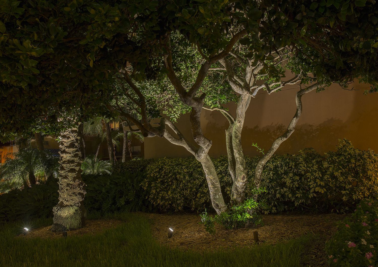 Nighttime garden with trees and hedges lit by warm outdoor lights
