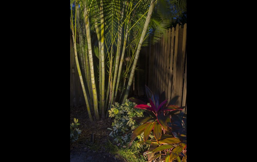Tall bamboo and tropical plants lit at night in a garden setting