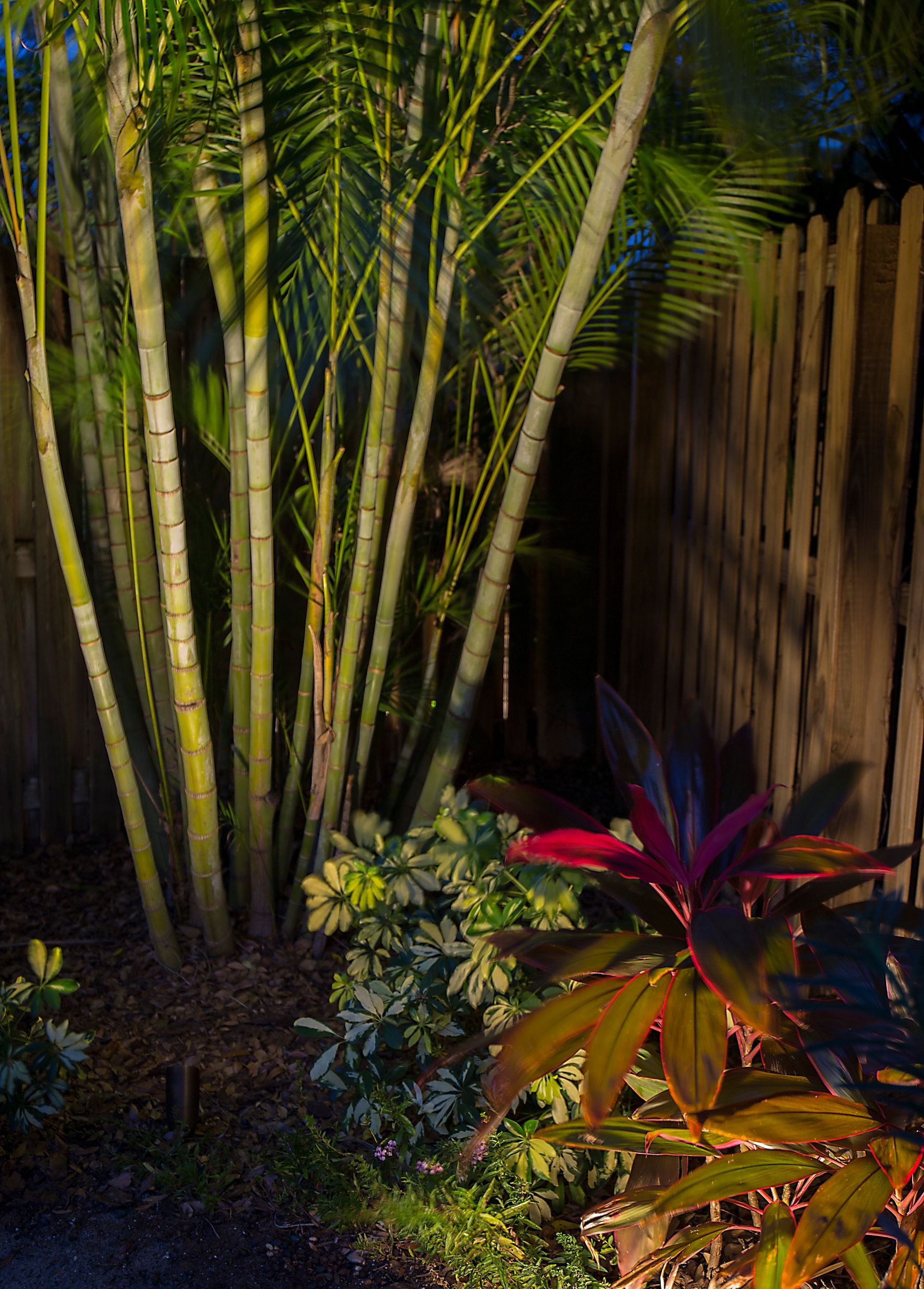 Tropical garden at night with tall bamboo, palm fronds, and colorful red and green foliage lit by warm lights