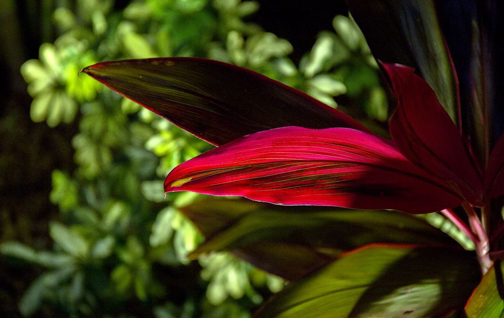Close-up of a red flower petal against blurred green foliage in sunlight