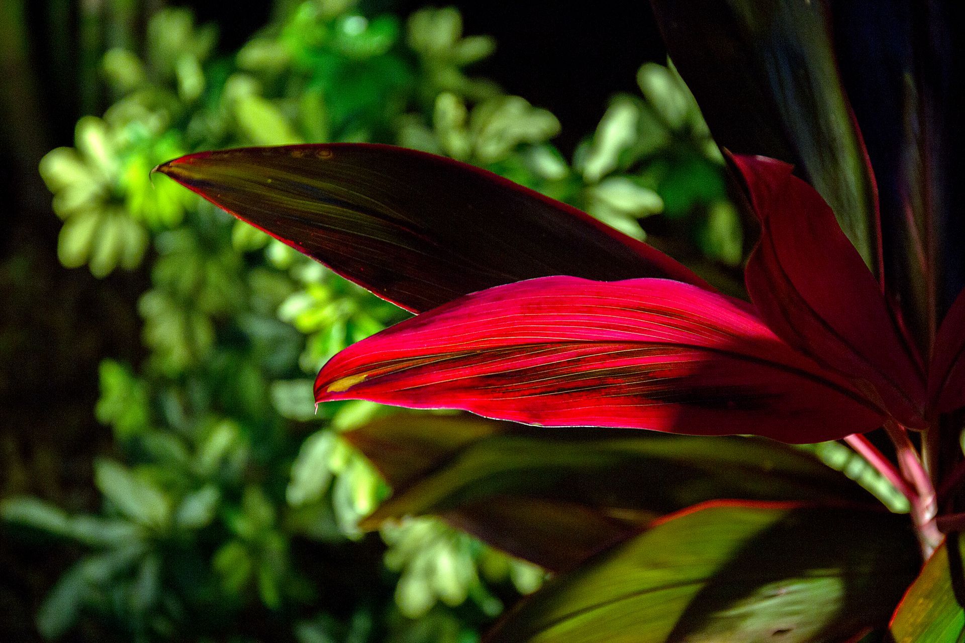 Red flower petals against lush green foliage in close-up.