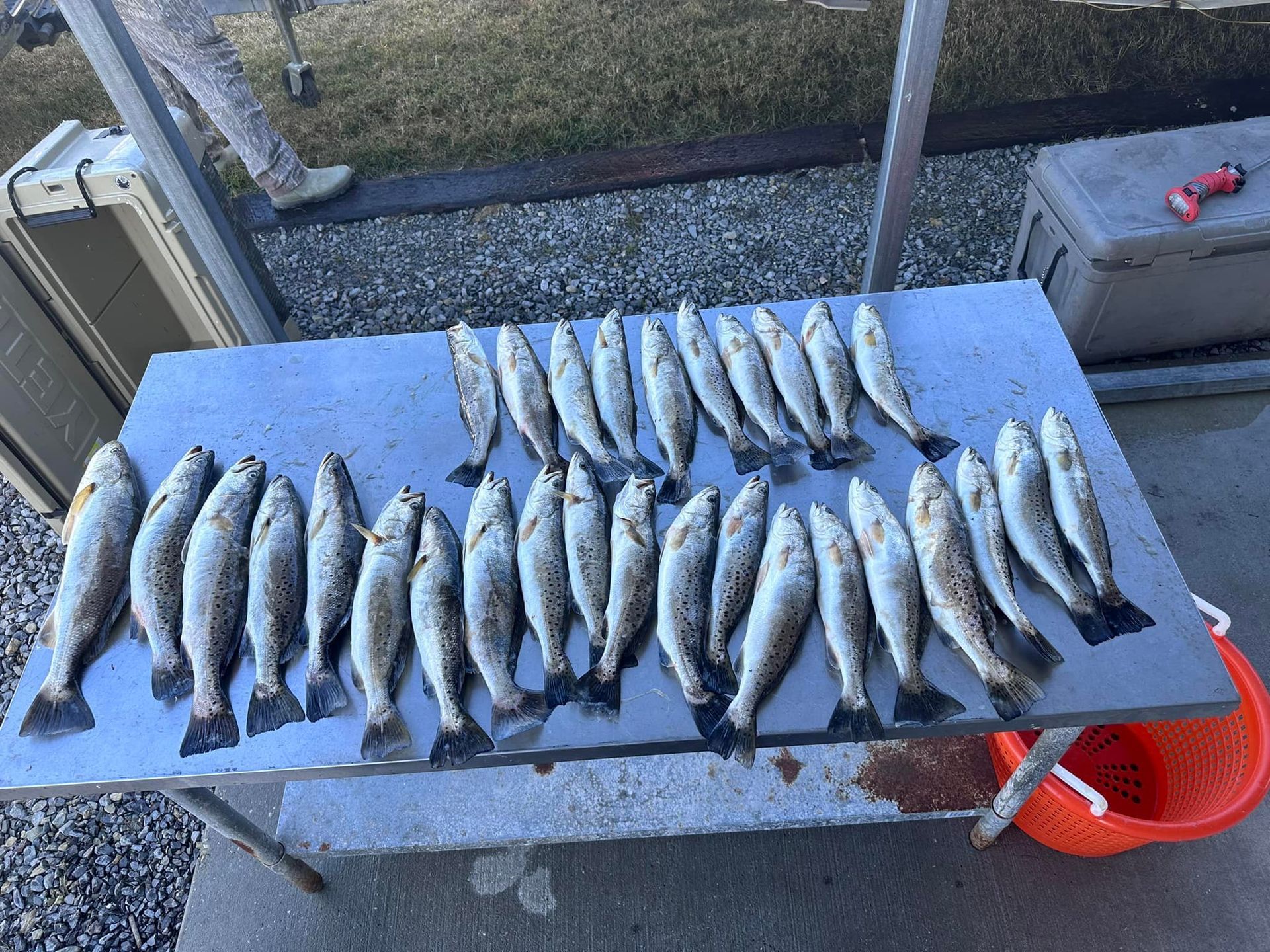 A table with a bunch of fish on it