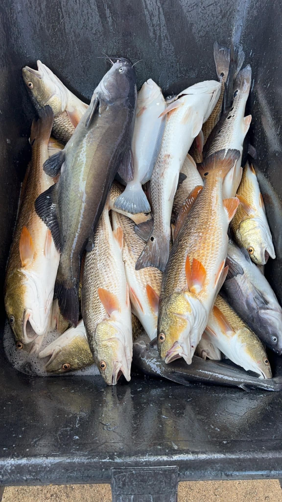 A bunch of fish are sitting on top of each other in a bucket.