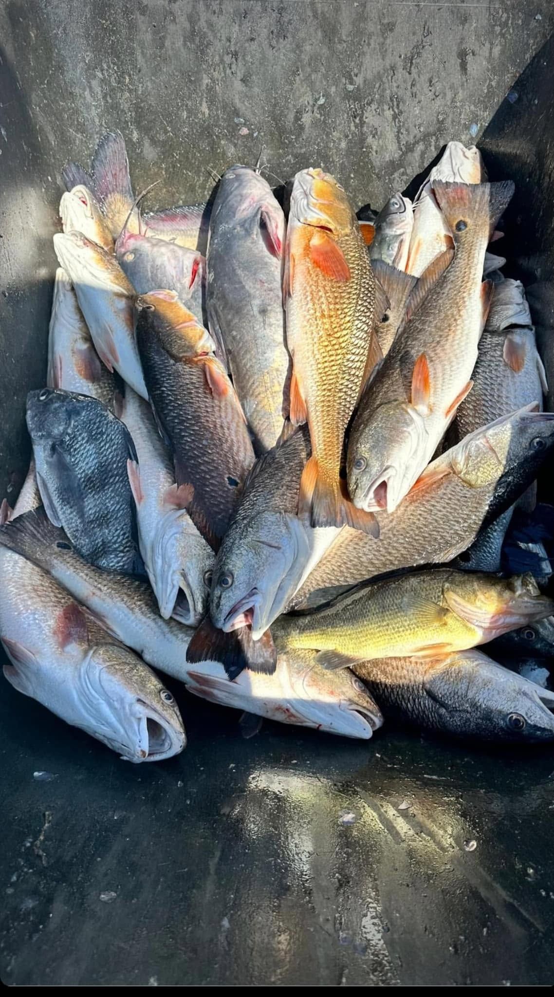 A bunch of fish are sitting on top of each other on a table.