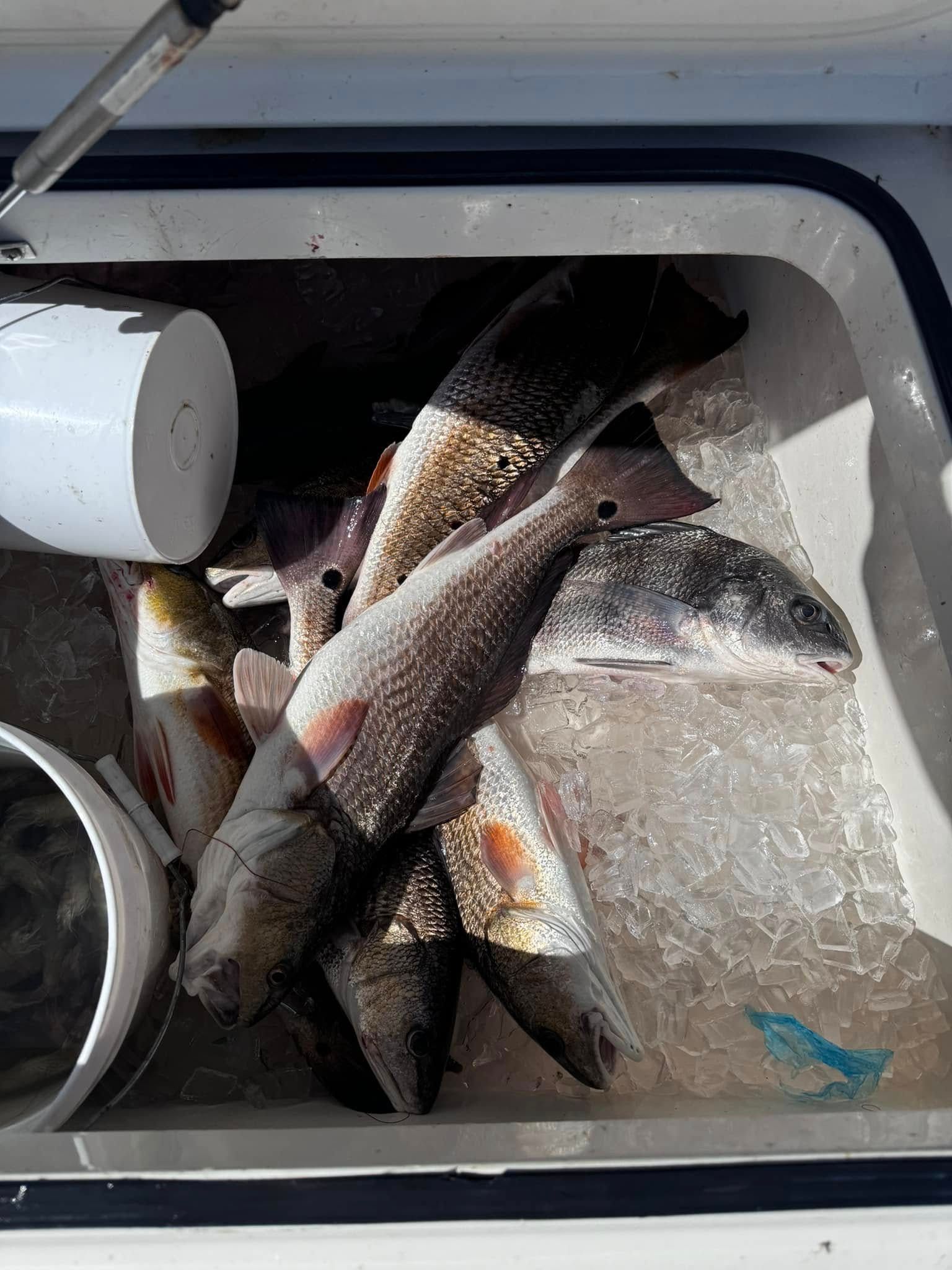 A bunch of fish are sitting on top of ice in a cooler.