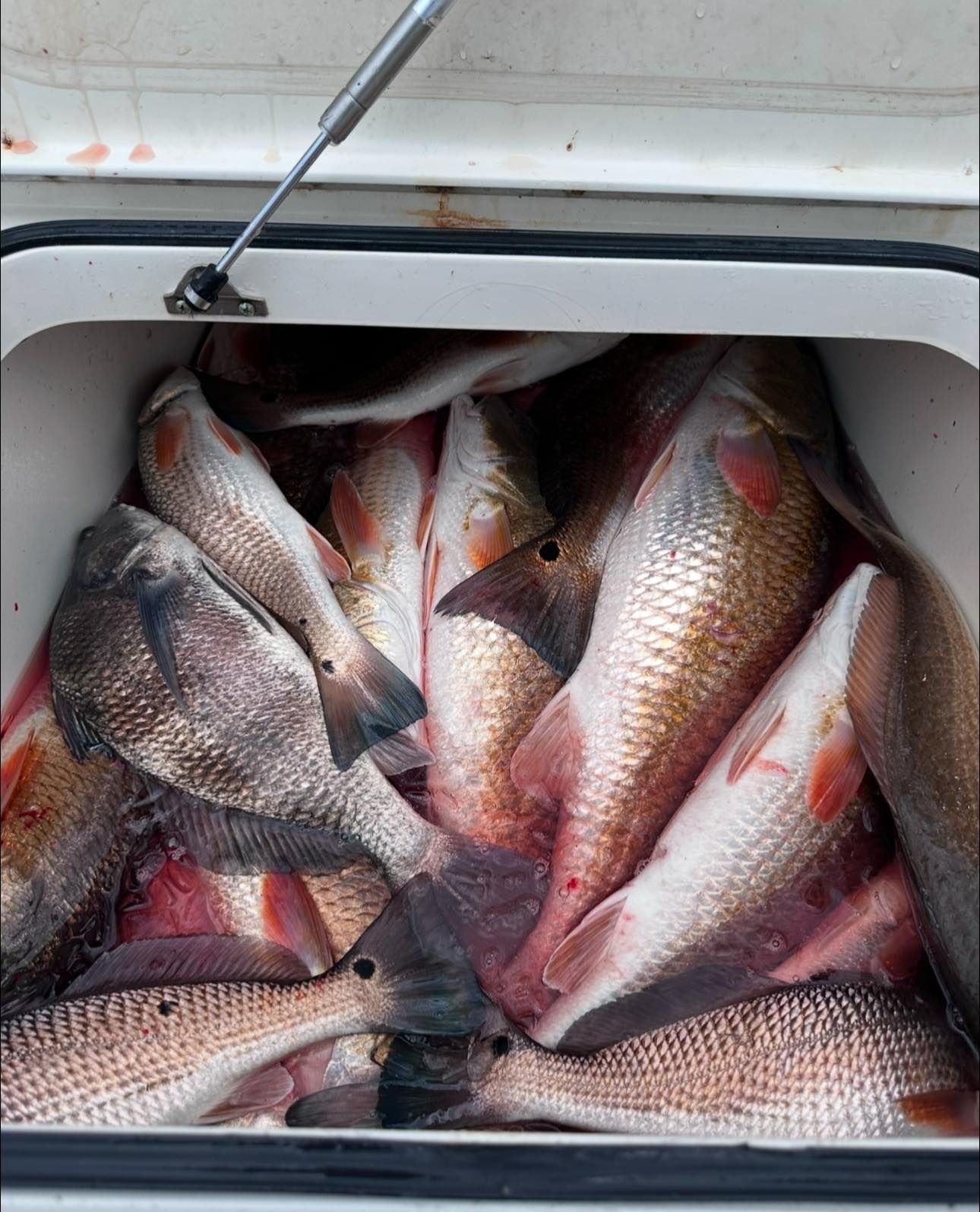 A bunch of fish are in a cooler on a boat