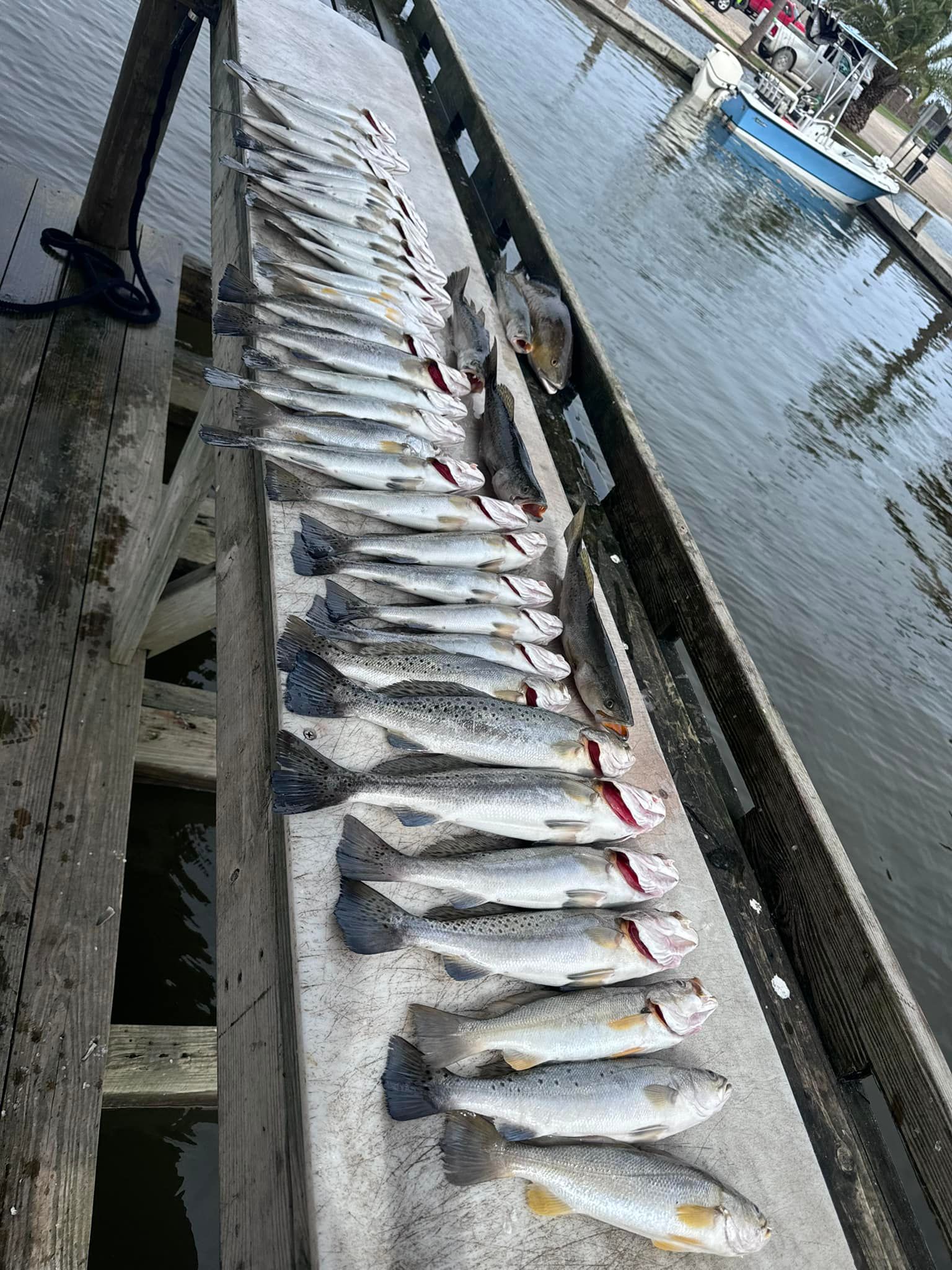 A row of fish sitting on top of a wooden dock next to a body of water.