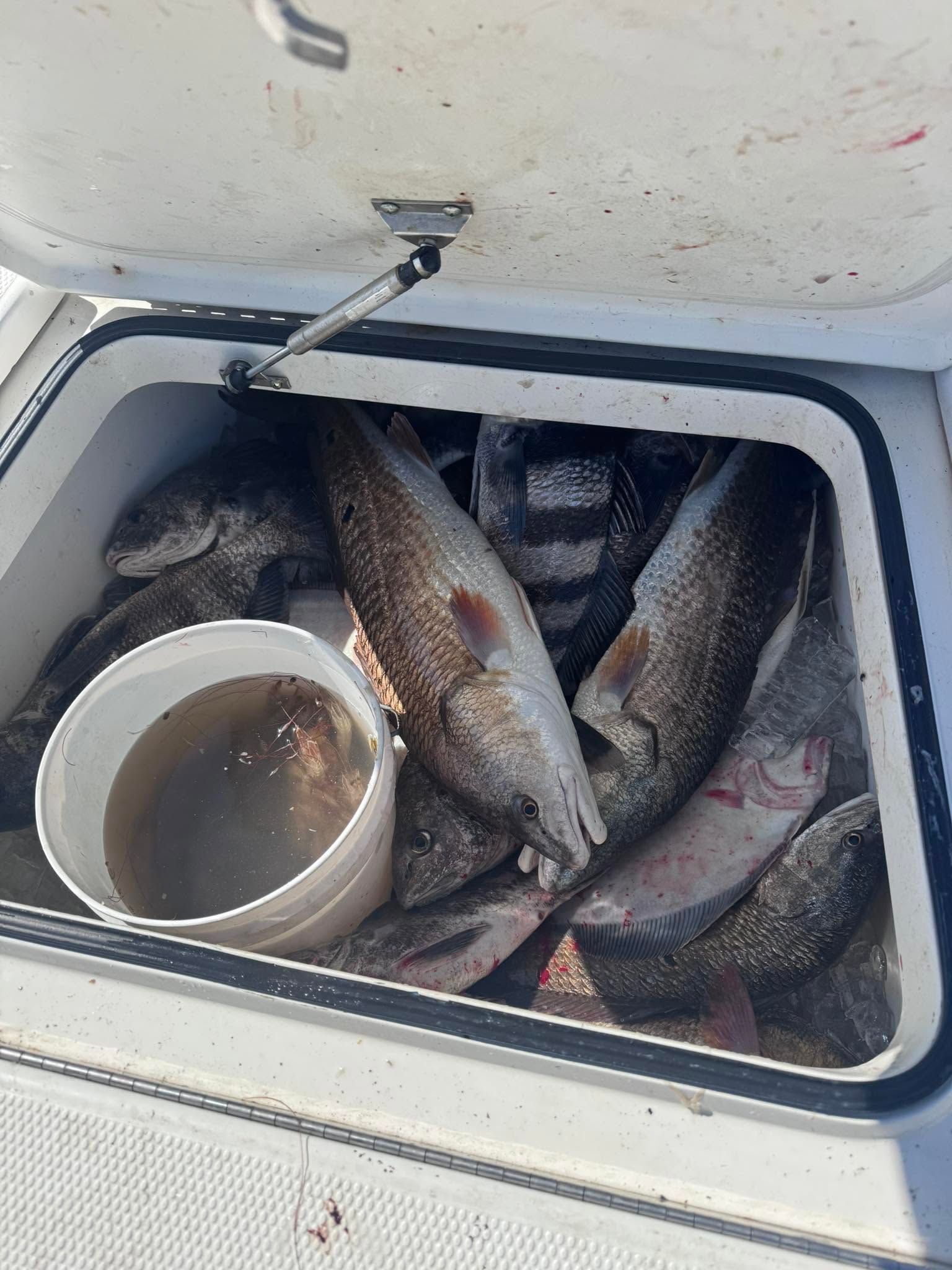 A cooler filled with fish and a bucket of water.