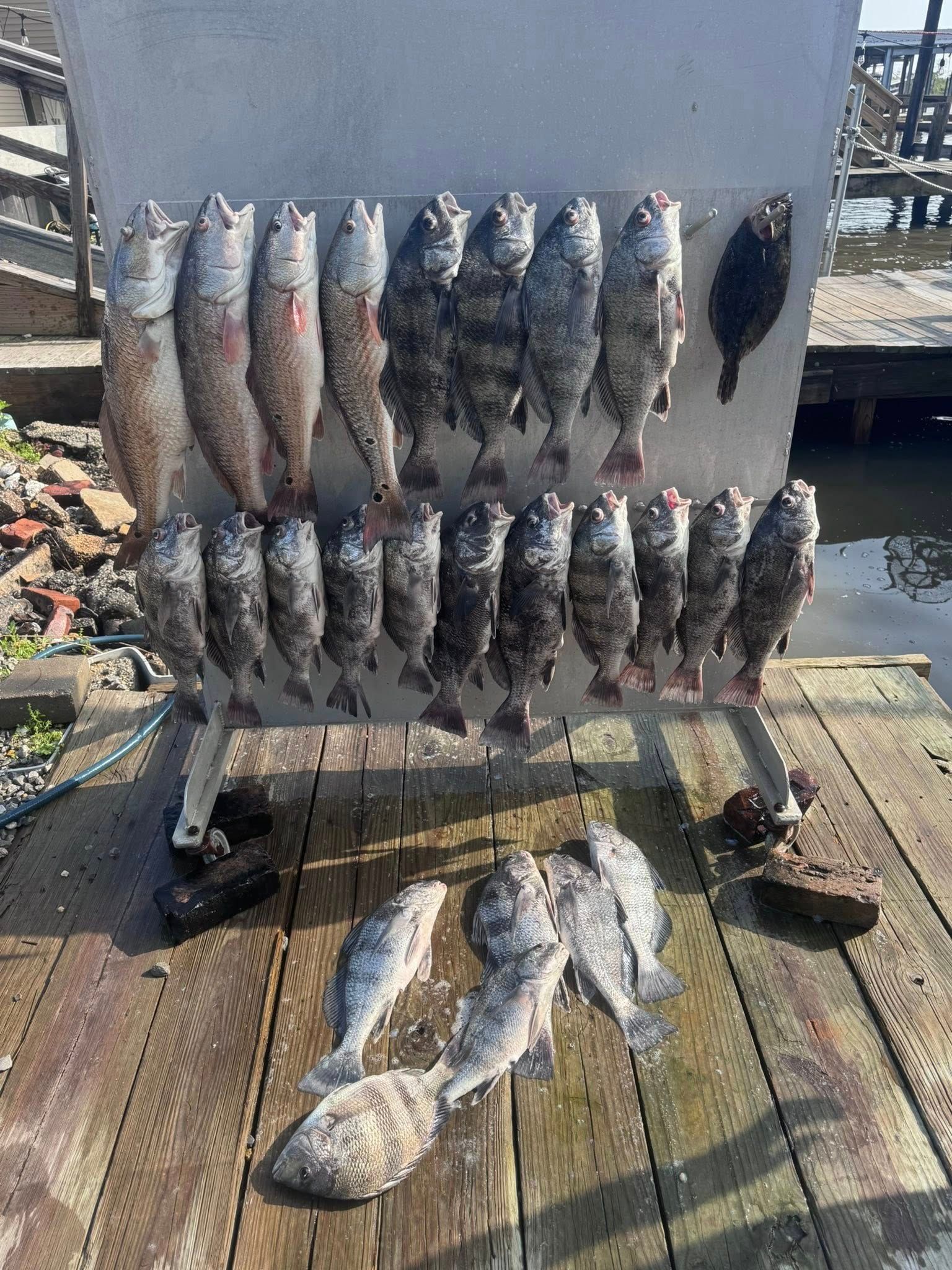 A bunch of fish are sitting on top of a wooden table.