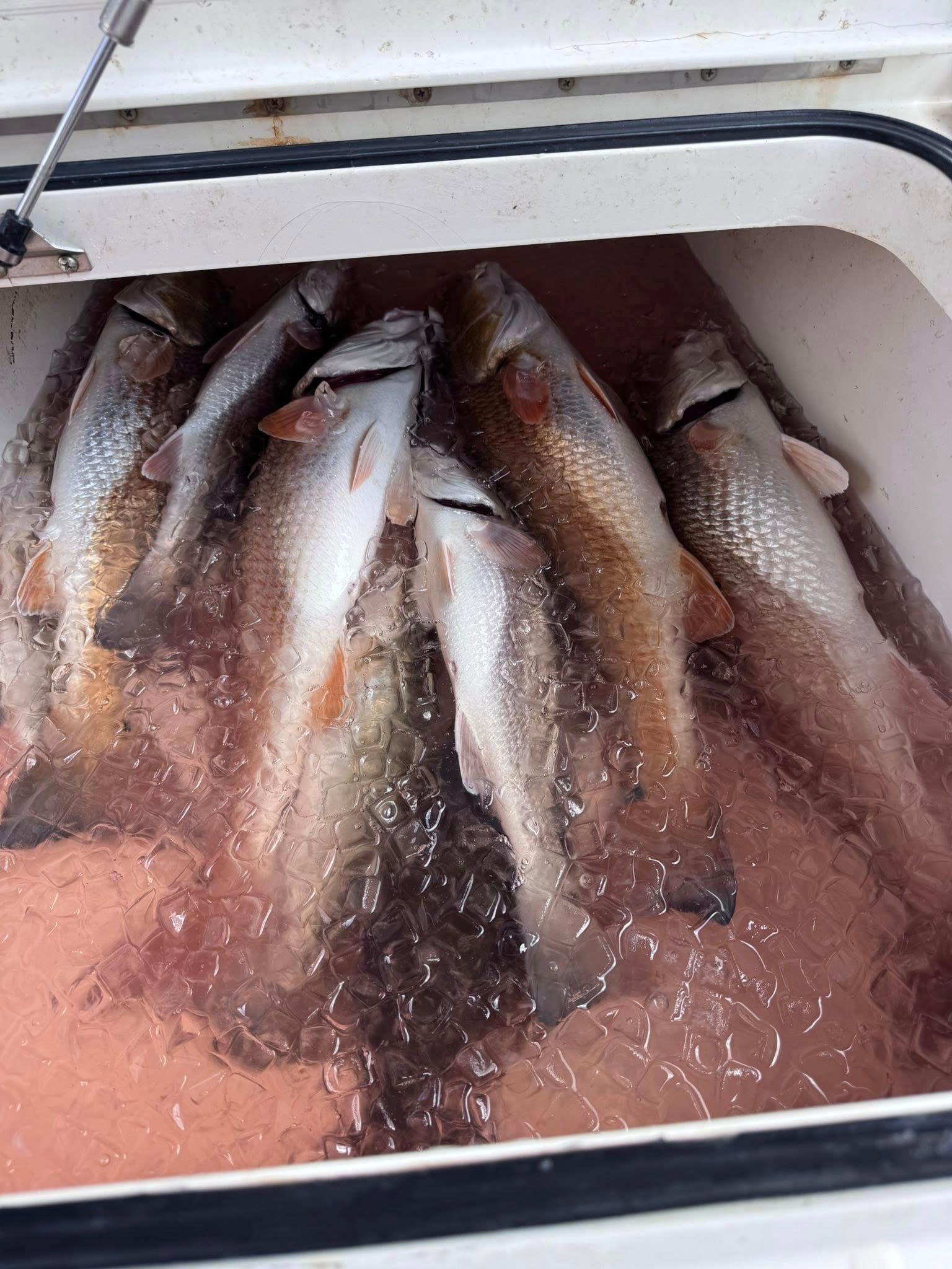 fishes