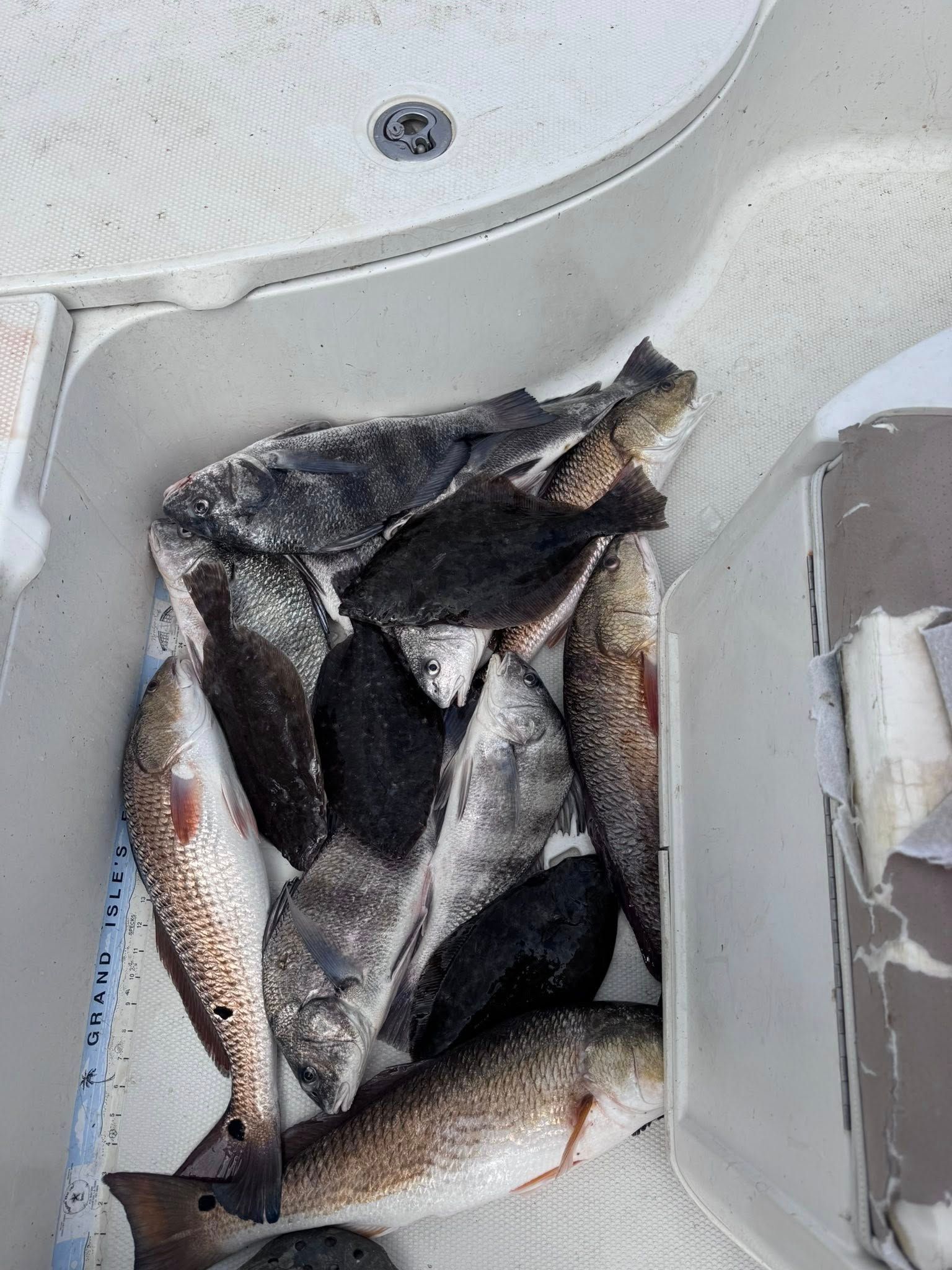 A bunch of fish are sitting in a bucket on a boat.