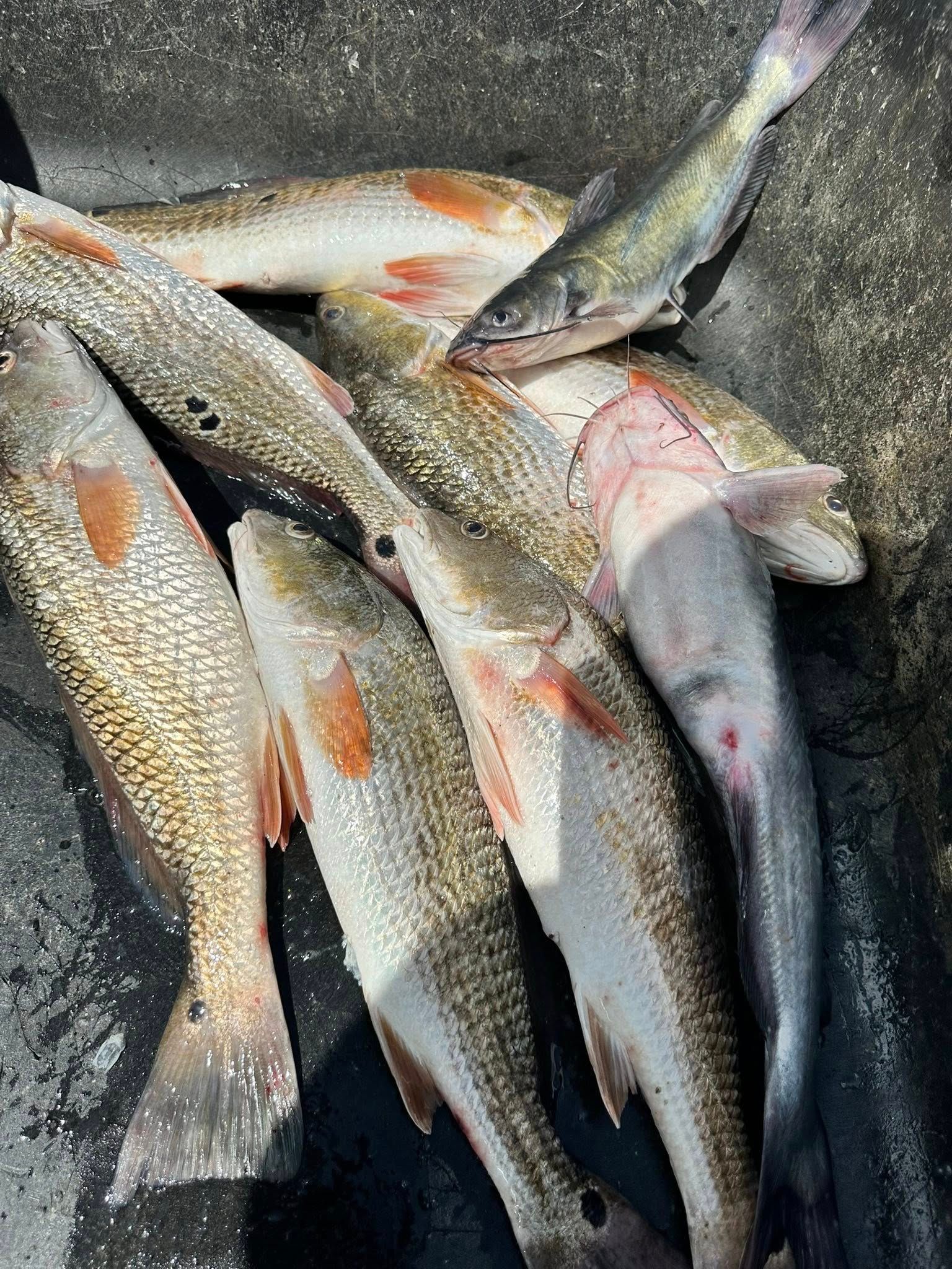 A bunch of fish are sitting on top of each other on a black surface.