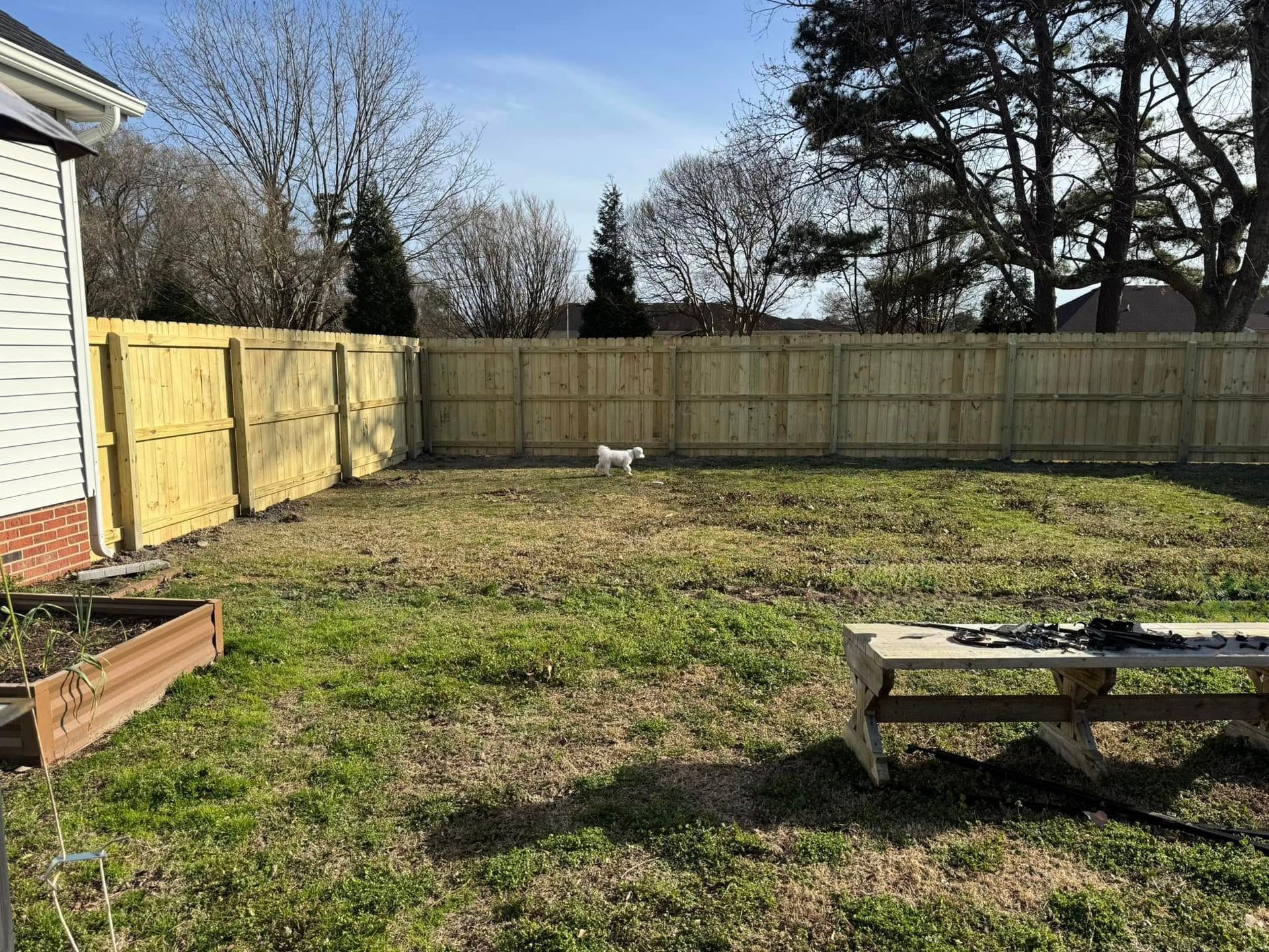 A small dog in a fenced backyard with brown and green grass, and a wooden picnic table.