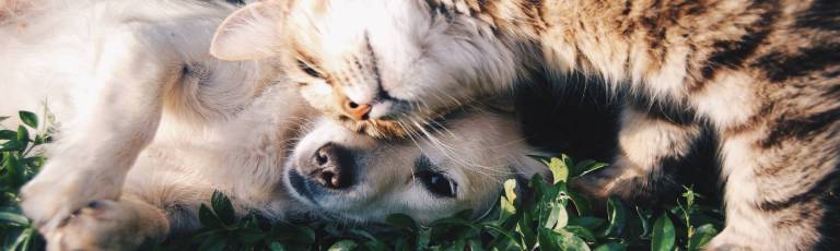cachorro e gato deitados na grama