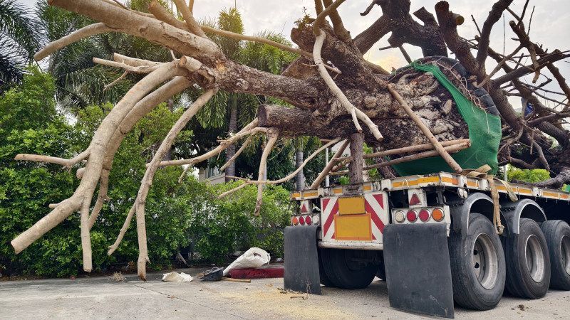 Downed Tree Removal in Pflugerville, TX