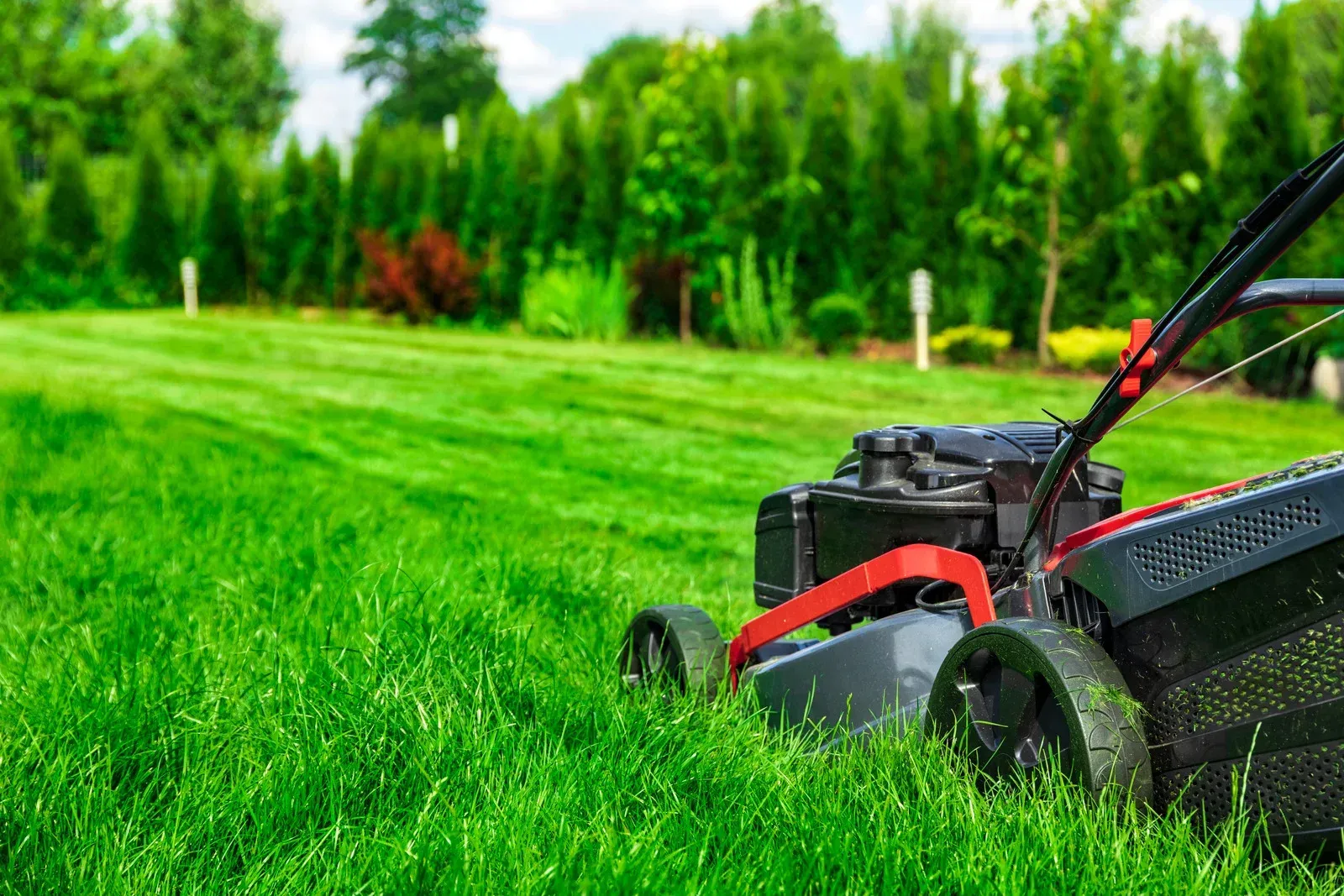 Lawn mower cutting a bright green lawn in a backyard. Trees and shrubs in background.