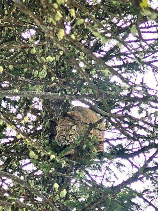 A bobcat is sitting on top of a tree.
