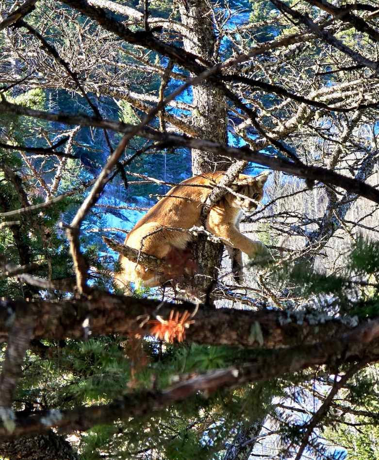A mountain lion is hanging from a tree branch.