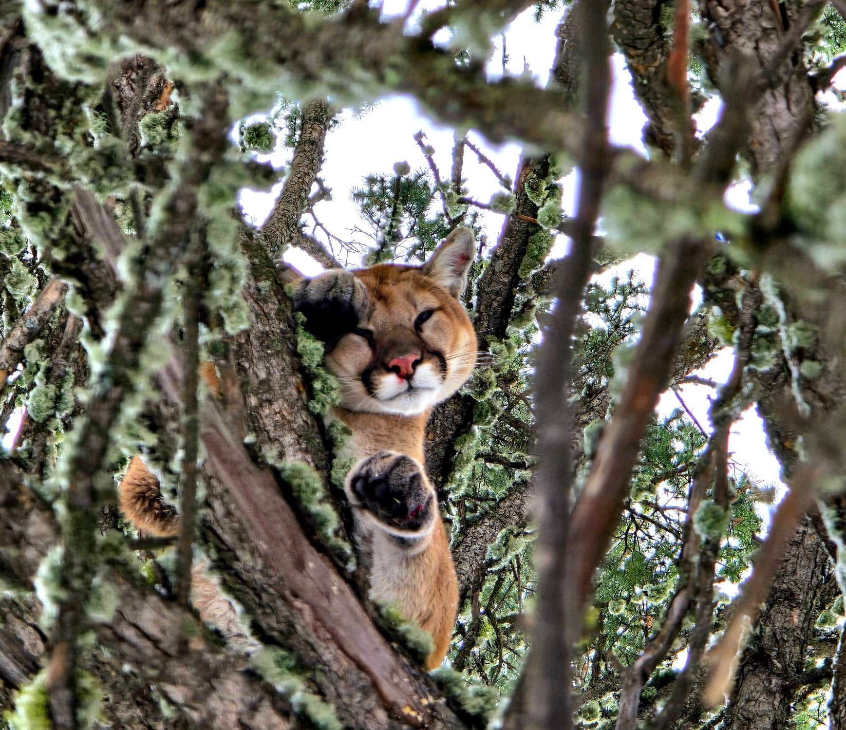 A mountain lion is sitting in a tree with its eyes closed.