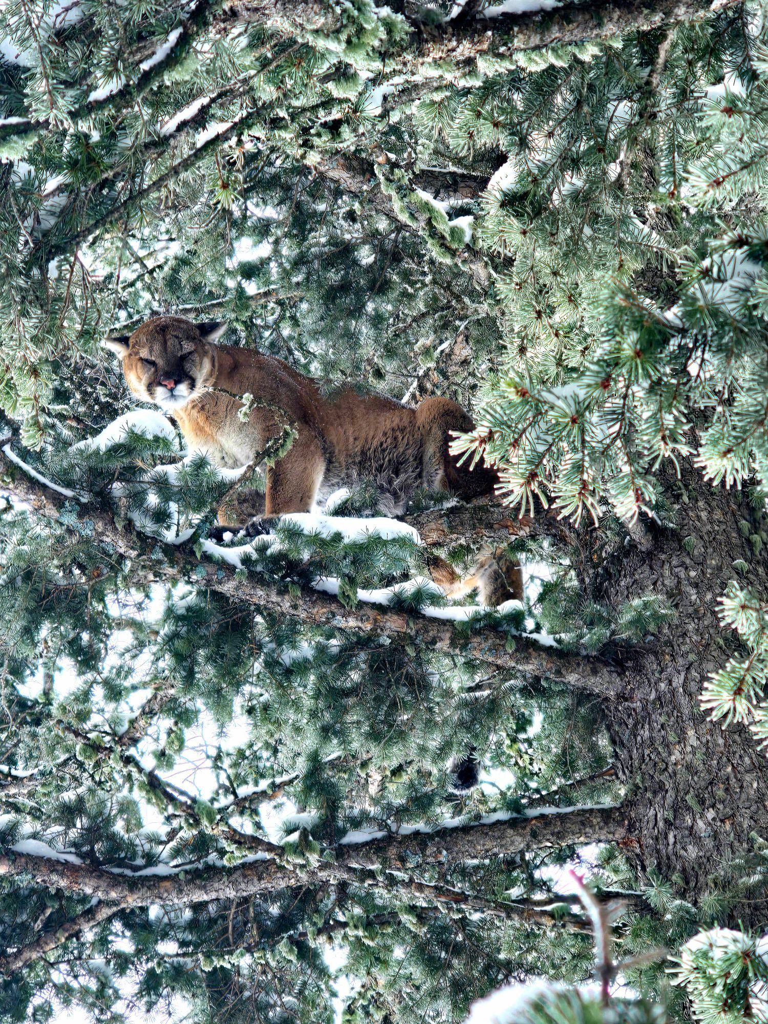 A mountain lion is sitting on top of a snow covered pine tree.