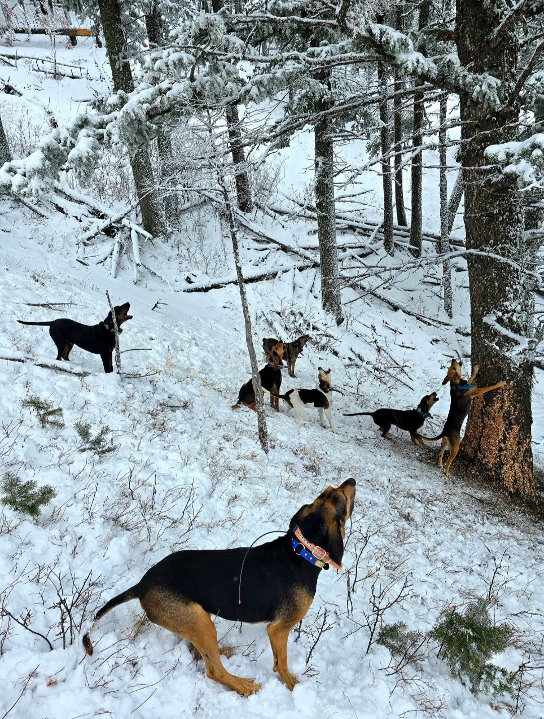 A group of dogs are standing in the snow.