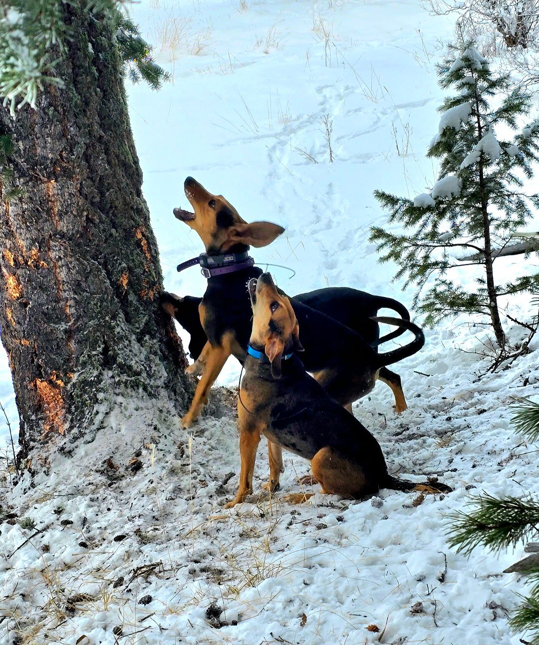 Two dogs are playing in the snow near a tree.